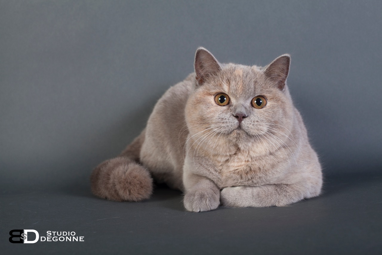 Club de race chat British. Be a British Cat