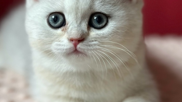 Chatons British shorthair Silver 61 Orne
