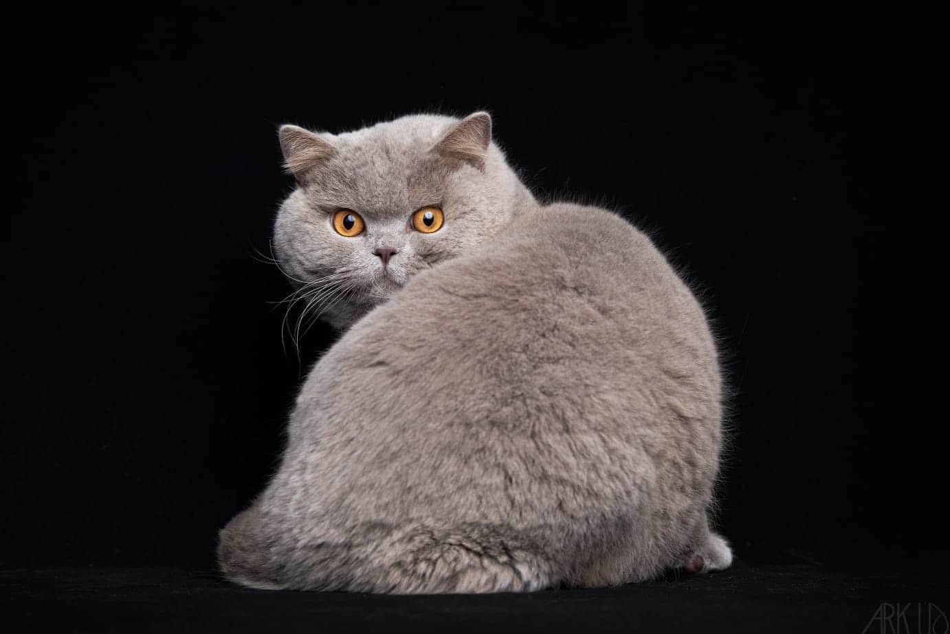 Club de race chat British. Be a British Cat