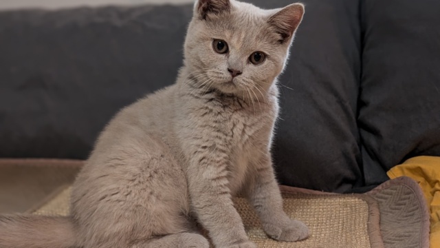 Chatons british shorthair fawn tortie, Drome (26)