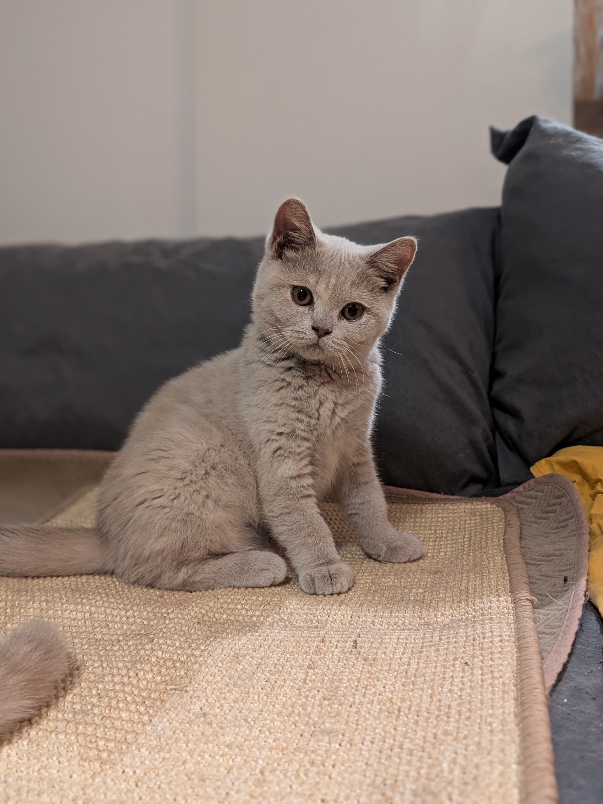 Chatons british shorthair fawn tortie, Drome (26)