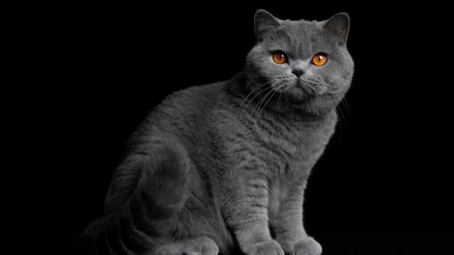 British shorthair bleue – drome 26