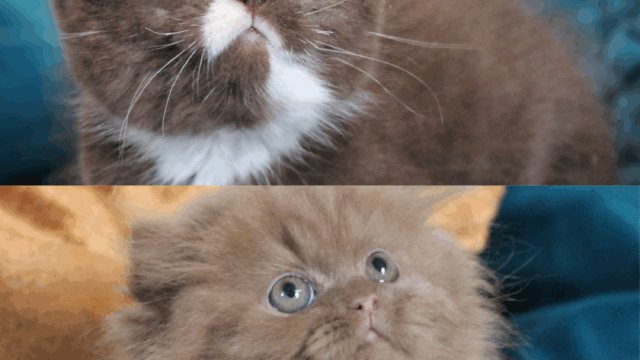 British-shorthair-et-longhair