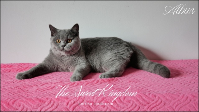 Kitten_20250915_225038_0009