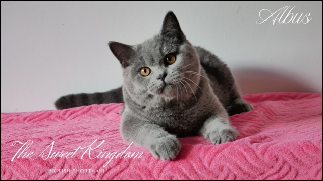 Kitten_20250915_230356_0001