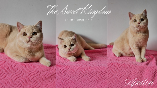 Kitten_20250915_234836_0013