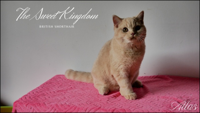 Kitten_20250916_012022_0003