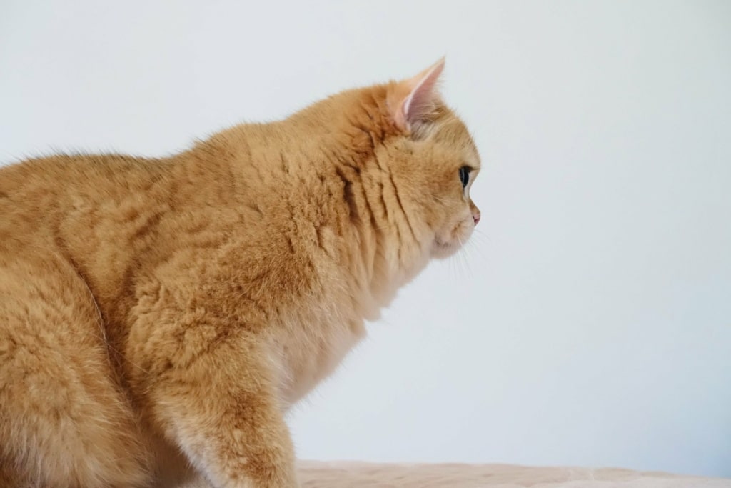 chat-british-shorthair-black-golden-shell-willow-chatterie-nekobaa-37