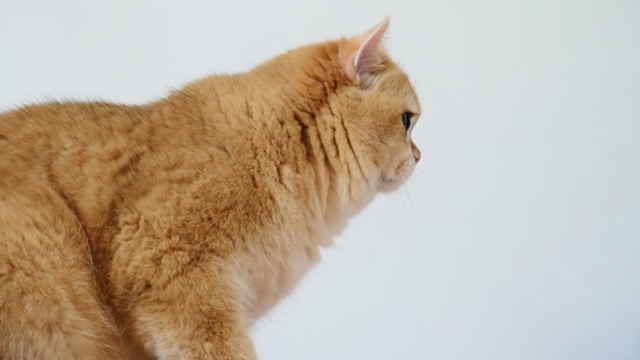 chat-british-shorthair-black-golden-shell-willow-chatterie-nekobaa-37