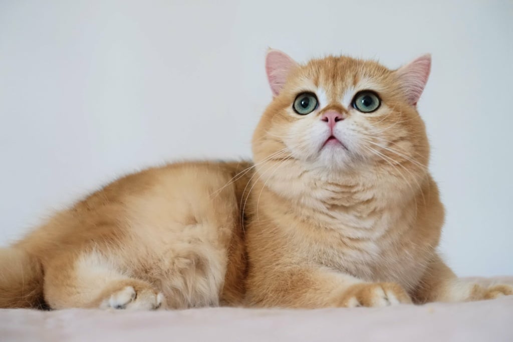 chat-british-shorthair-black-golden-shell-willow-chatterie-nekobaa-38