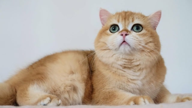 chat-british-shorthair-black-golden-shell-willow-chatterie-nekobaa-38