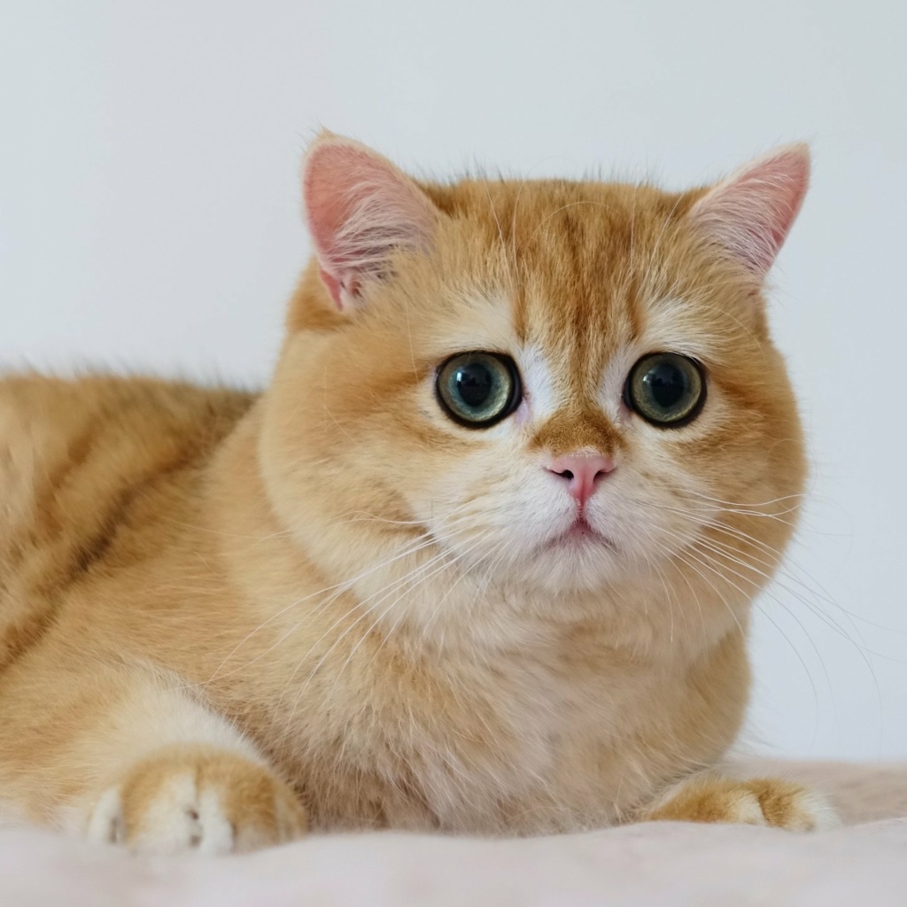 chat-british-shorthair-black-golden-shell-willow-chatterie-nekobaa-40