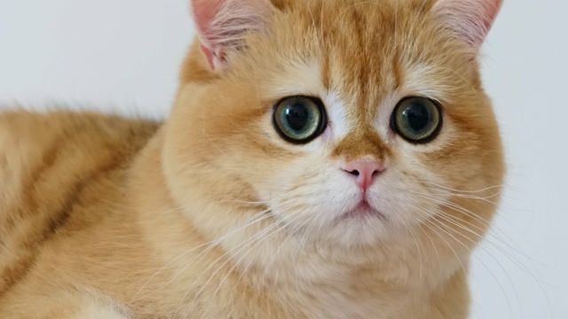 chat-british-shorthair-black-golden-shell-willow-chatterie-nekobaa-40