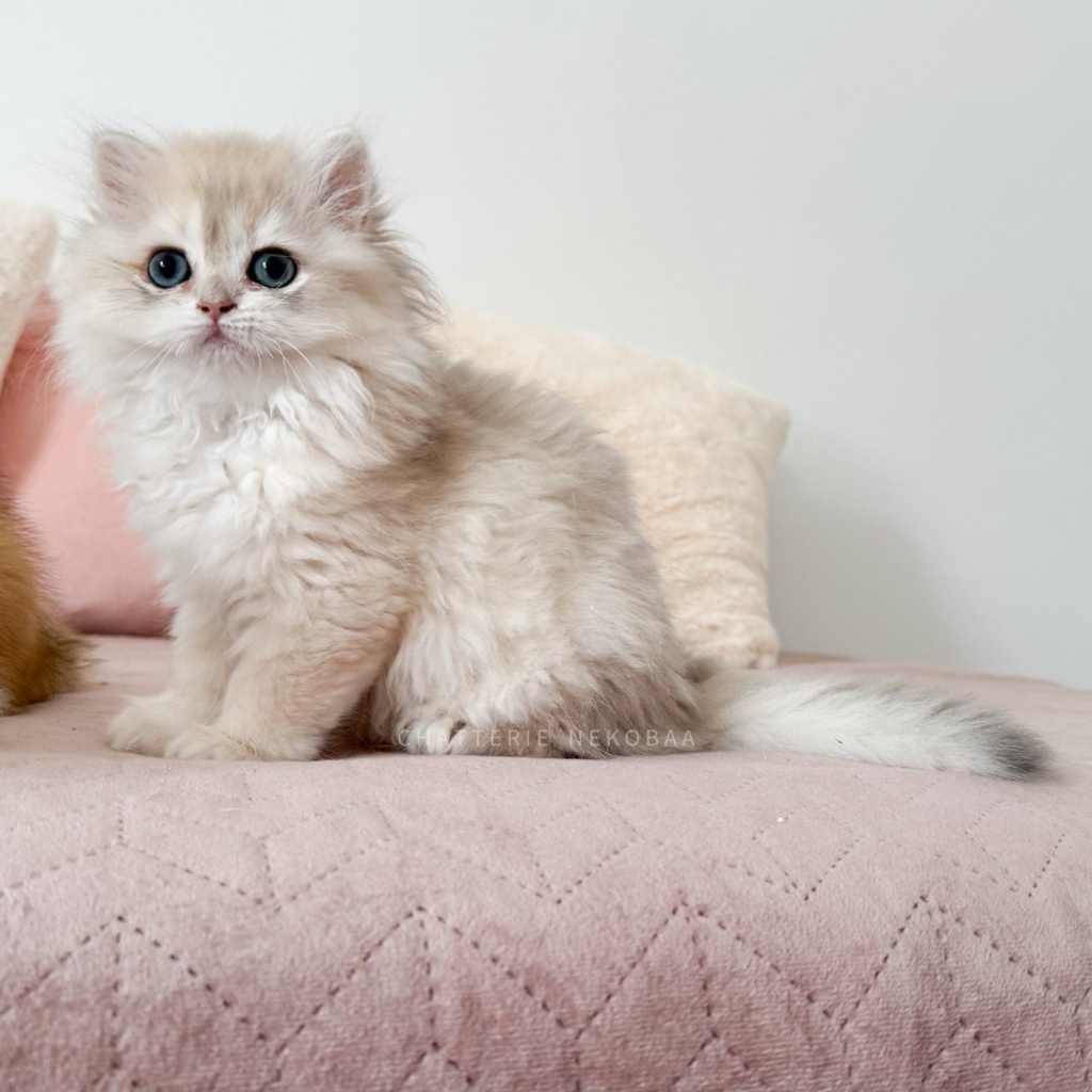 chaton-british-longhair-blue-golden-shaded-paxou-chatterie-nekobaa-21