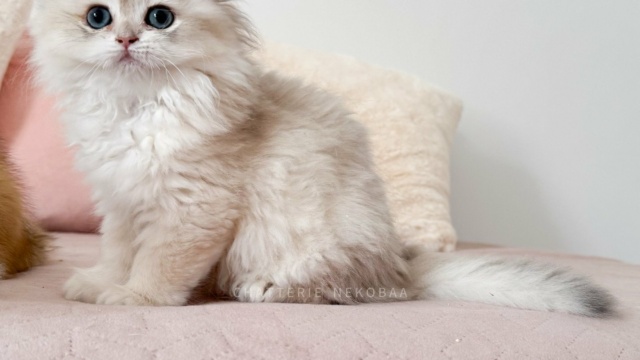 chaton-british-longhair-blue-golden-shaded-paxou-chatterie-nekobaa-21