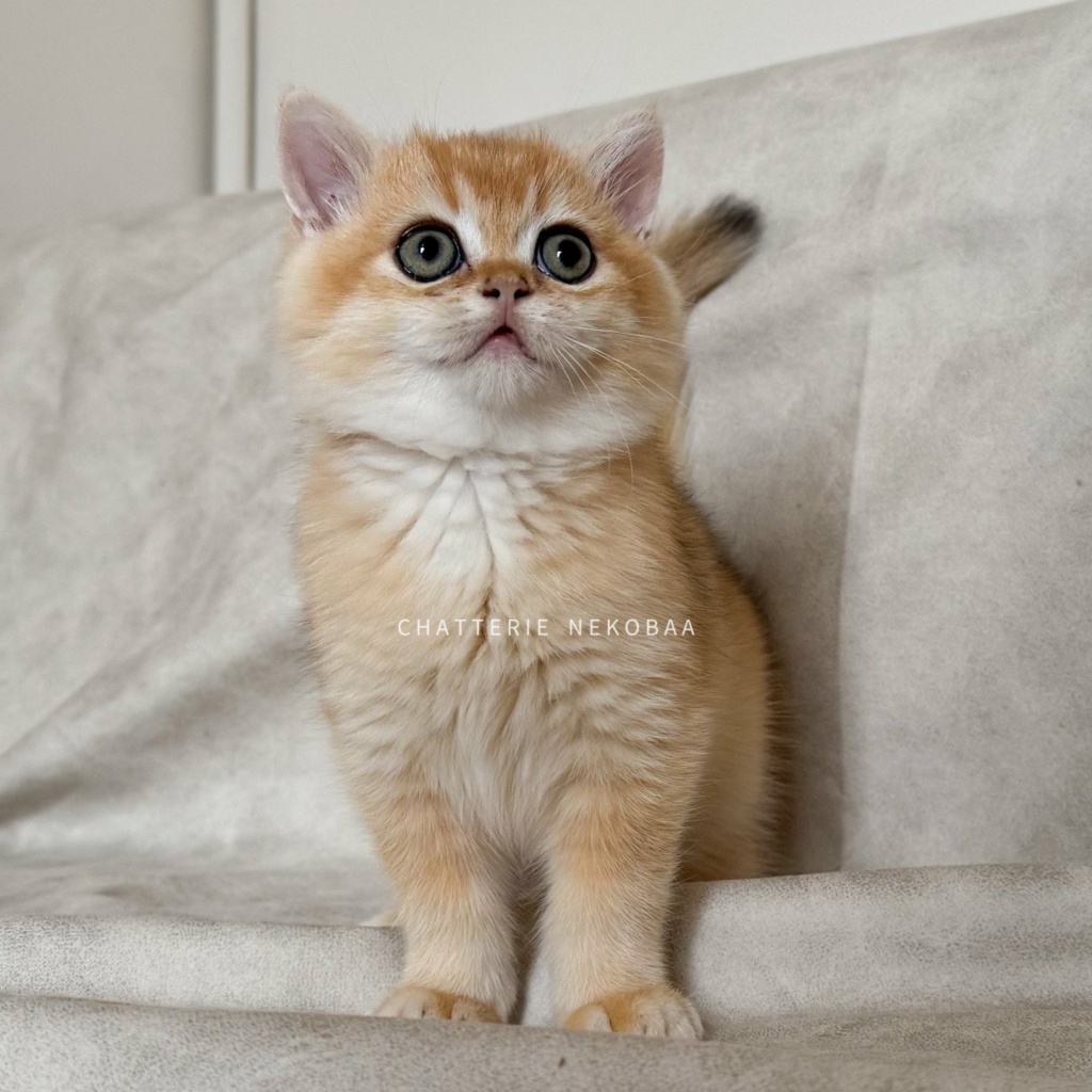chaton-british-shorthair-black-golden-shell-qyojuro-chatterie-nekobaa-34