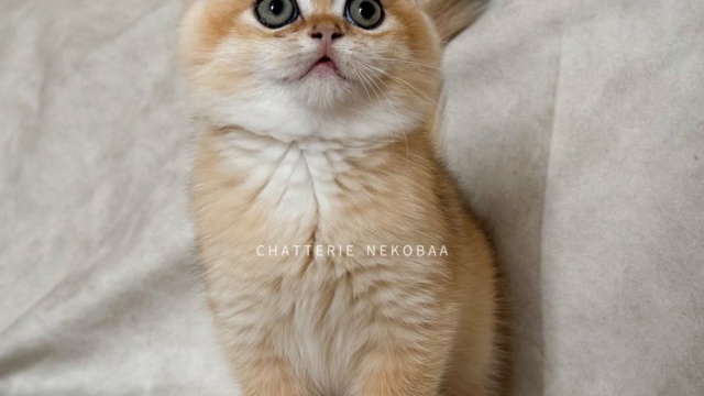 chaton-british-shorthair-black-golden-shell-qyojuro-chatterie-nekobaa-34