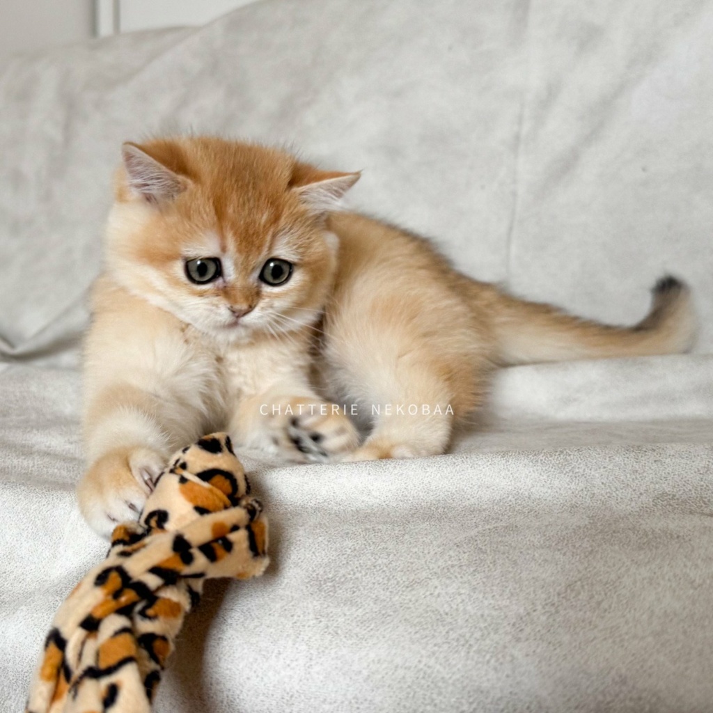 chaton-british-shorthair-black-golden-shell-qyojuro-chatterie-nekobaa-38