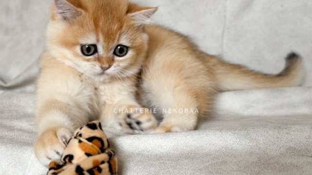 chaton-british-shorthair-black-golden-shell-qyojuro-chatterie-nekobaa-38
