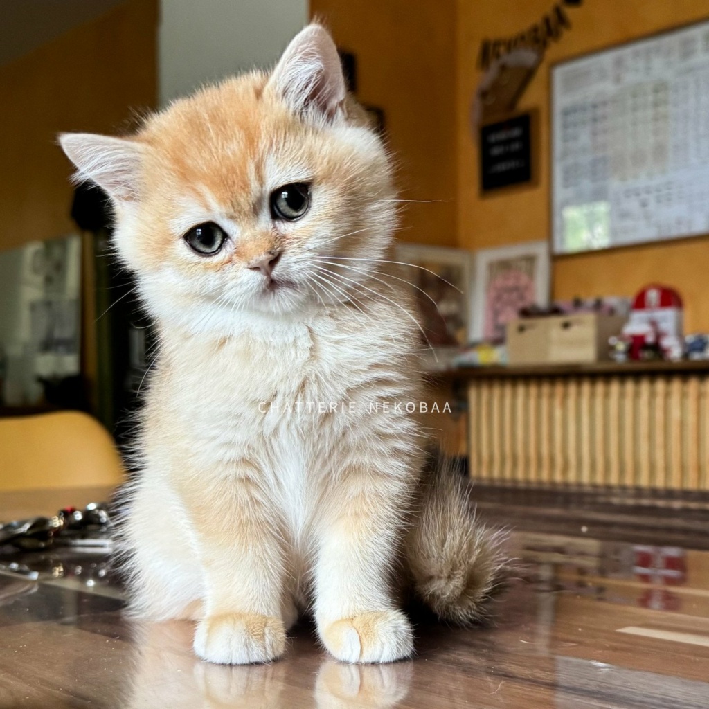 chaton-british-shorthair-black-golden-shell-qyojuro-chatterie-nekobaa-39