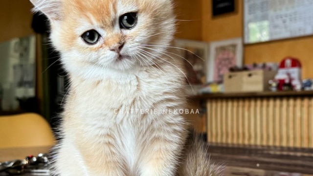 chaton-british-shorthair-black-golden-shell-qyojuro-chatterie-nekobaa-39