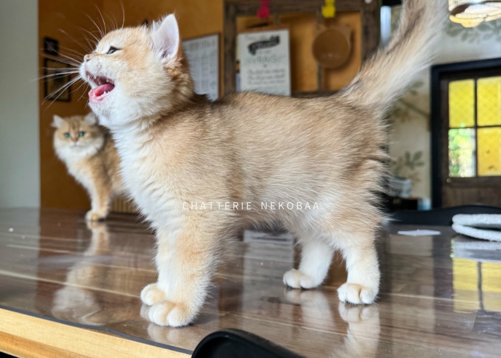 chaton-british-shorthair-black-golden-shell-qyojuro-chatterie-nekobaa-40
