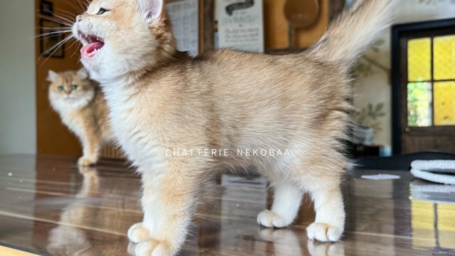 chaton-british-shorthair-black-golden-shell-qyojuro-chatterie-nekobaa-40