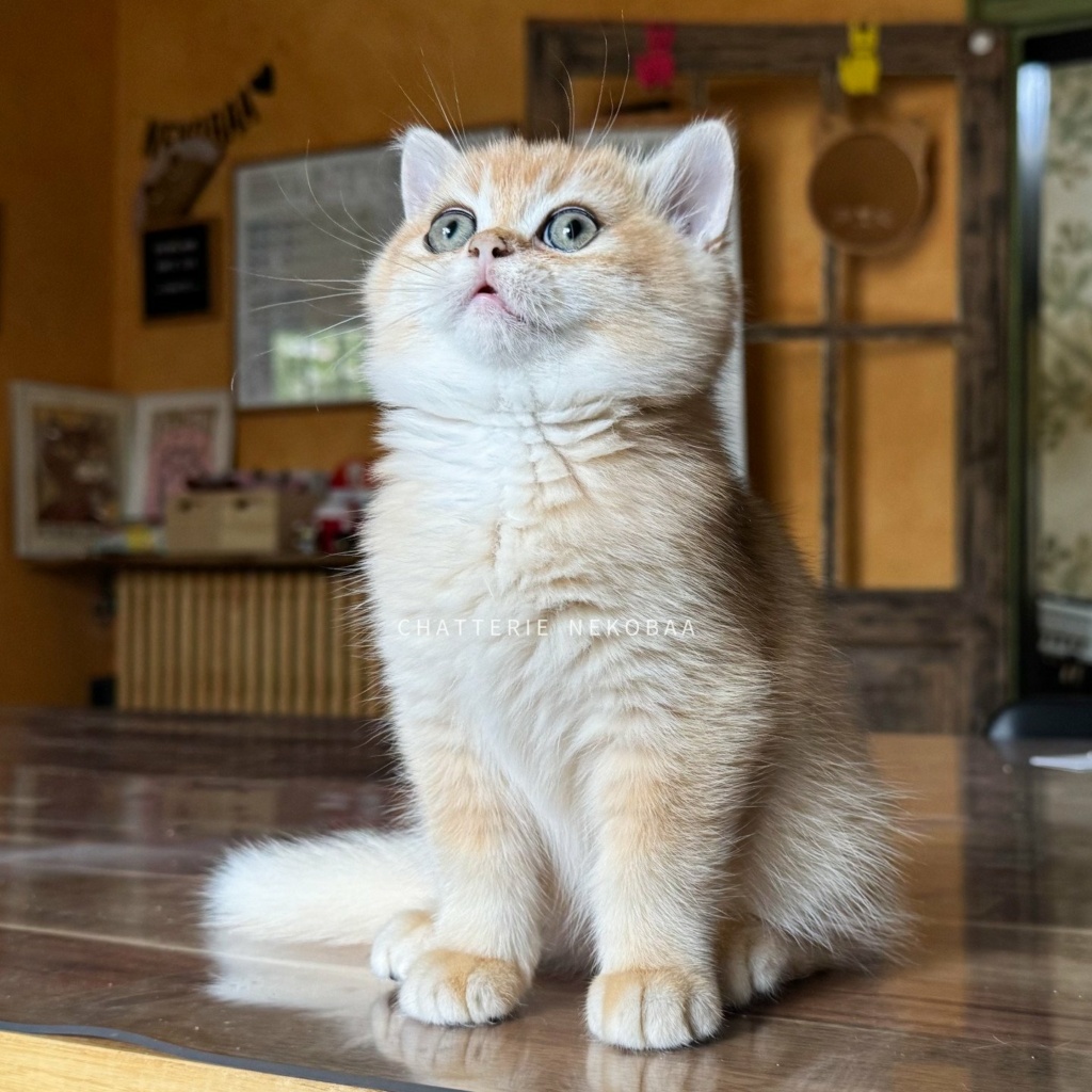 chaton-british-shorthair-black-golden-shell-qyojuro-chatterie-nekobaa-41