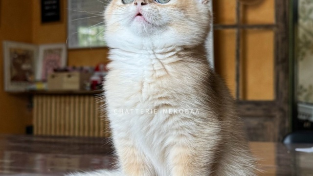 chaton-british-shorthair-black-golden-shell-qyojuro-chatterie-nekobaa-41