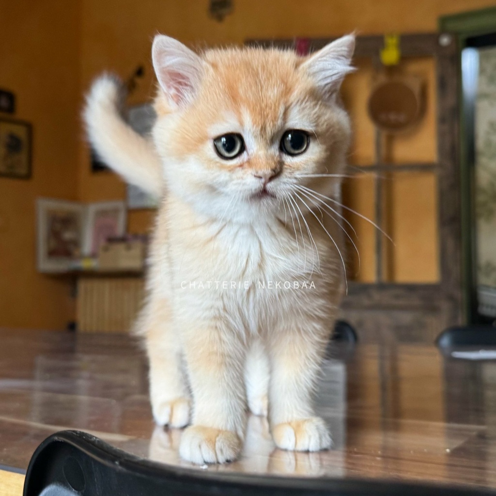 chaton-british-shorthair-black-golden-shell-qyojuro-chatterie-nekobaa-42