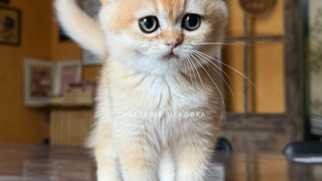 chaton-british-shorthair-black-golden-shell-qyojuro-chatterie-nekobaa-42