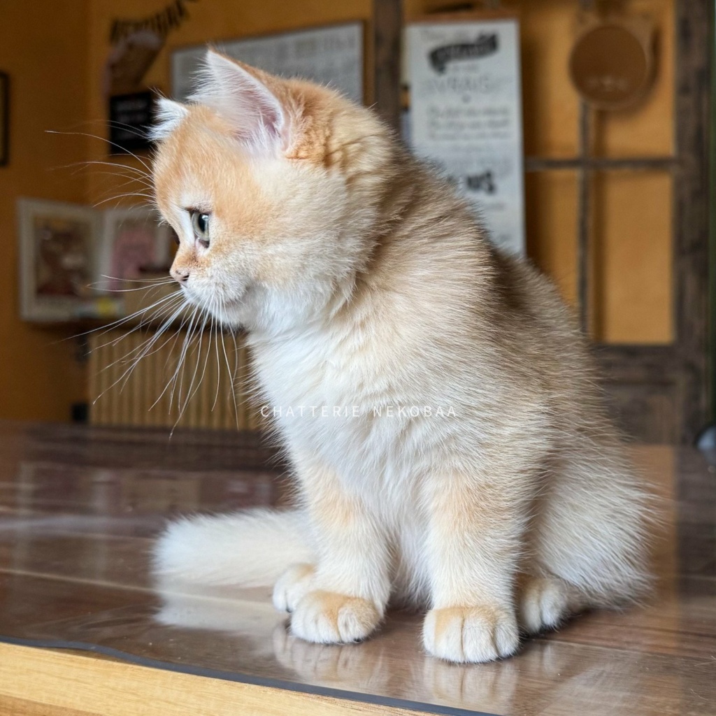 chaton-british-shorthair-black-golden-shell-qyojuro-chatterie-nekobaa-43