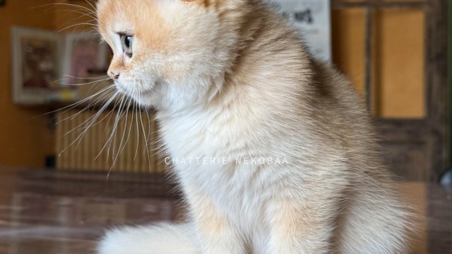 chaton-british-shorthair-black-golden-shell-qyojuro-chatterie-nekobaa-43