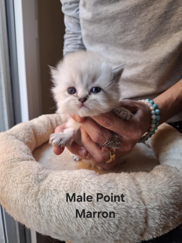 Messenger_creation_03775C98-97B1-47A8-9EA3-85060C752E73