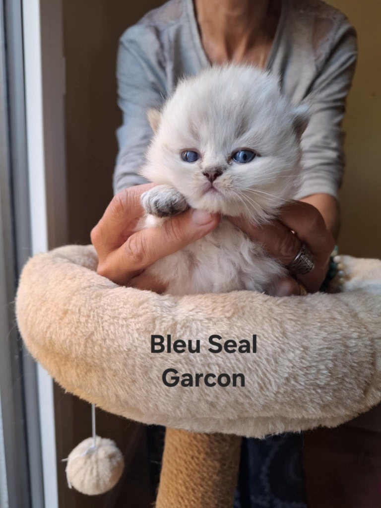 Messenger_creation_69F9A752-0A94-43AB-AE18-2BFAD602EF40