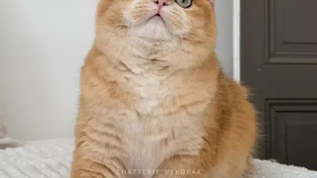 chat-british-shorthair-black-golden-shell-willow-chatterie-nekobaa-31-big_webp