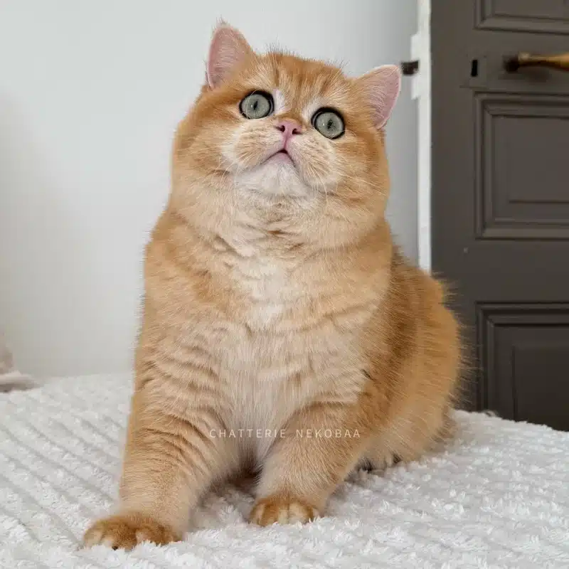 chat-british-shorthair-black-golden-shell-willow-chatterie-nekobaa-31-big_webp