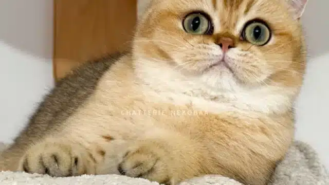 chat-british-shorthair-wako-chatterie-nekobaa-34-big_webp