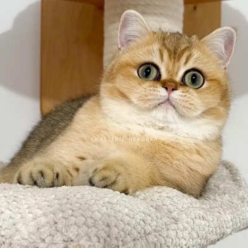 chat-british-shorthair-wako-chatterie-nekobaa-34-big_webp