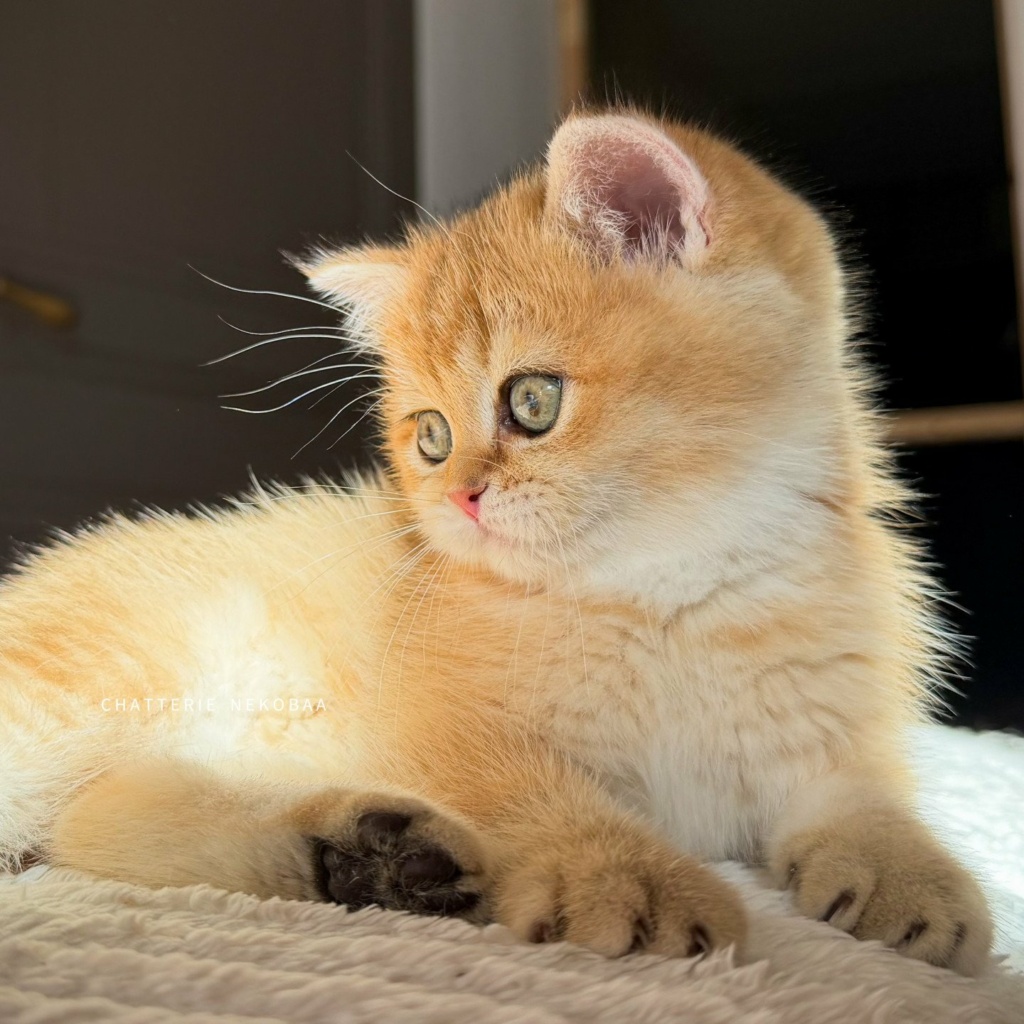 chaton-british-shorthair-black-golden-shaded-vanille-coco-chatterie-nekobaa-16