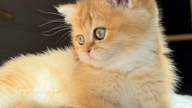 chaton-british-shorthair-black-golden-shaded-vanille-coco-chatterie-nekobaa-16