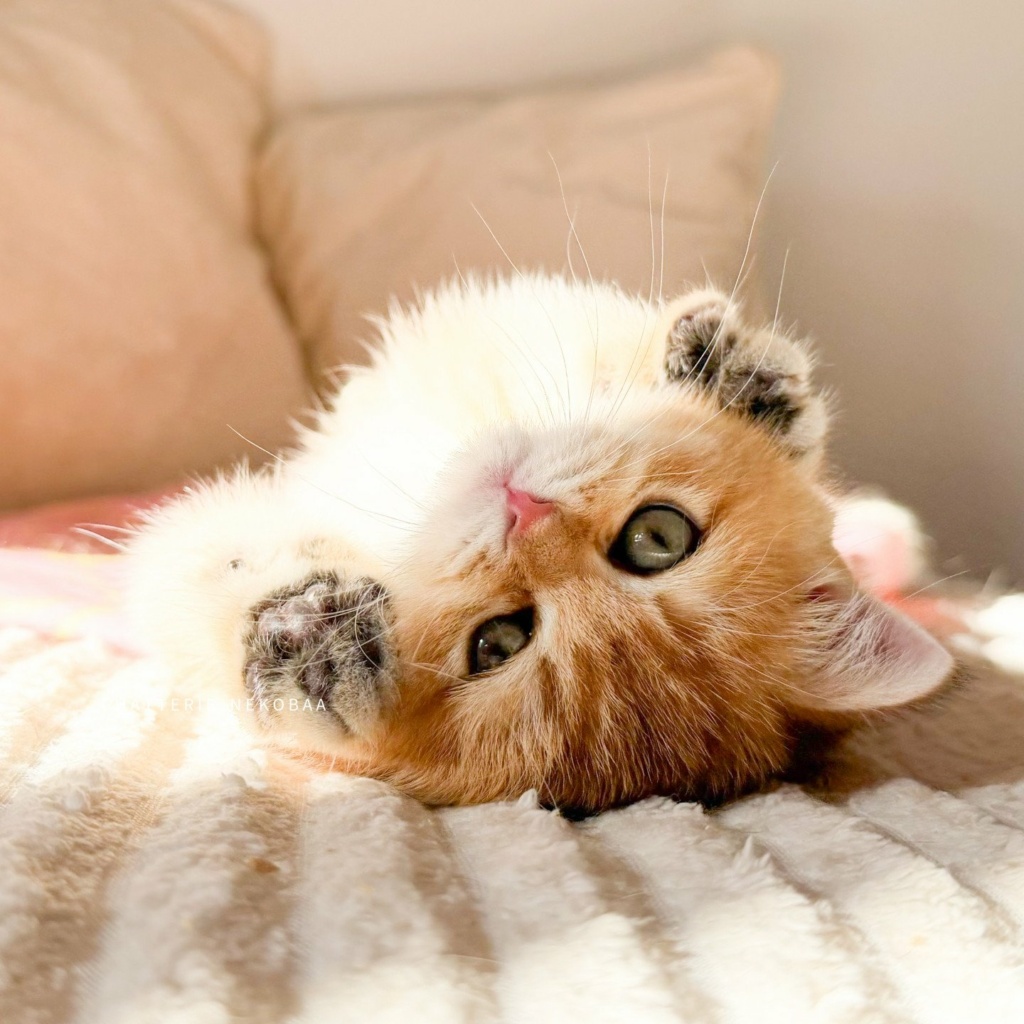 chaton-british-shorthair-black-golden-shaded-vanille-coco-chatterie-nekobaa-19