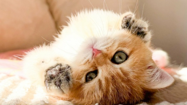 chaton-british-shorthair-black-golden-shaded-vanille-coco-chatterie-nekobaa-19