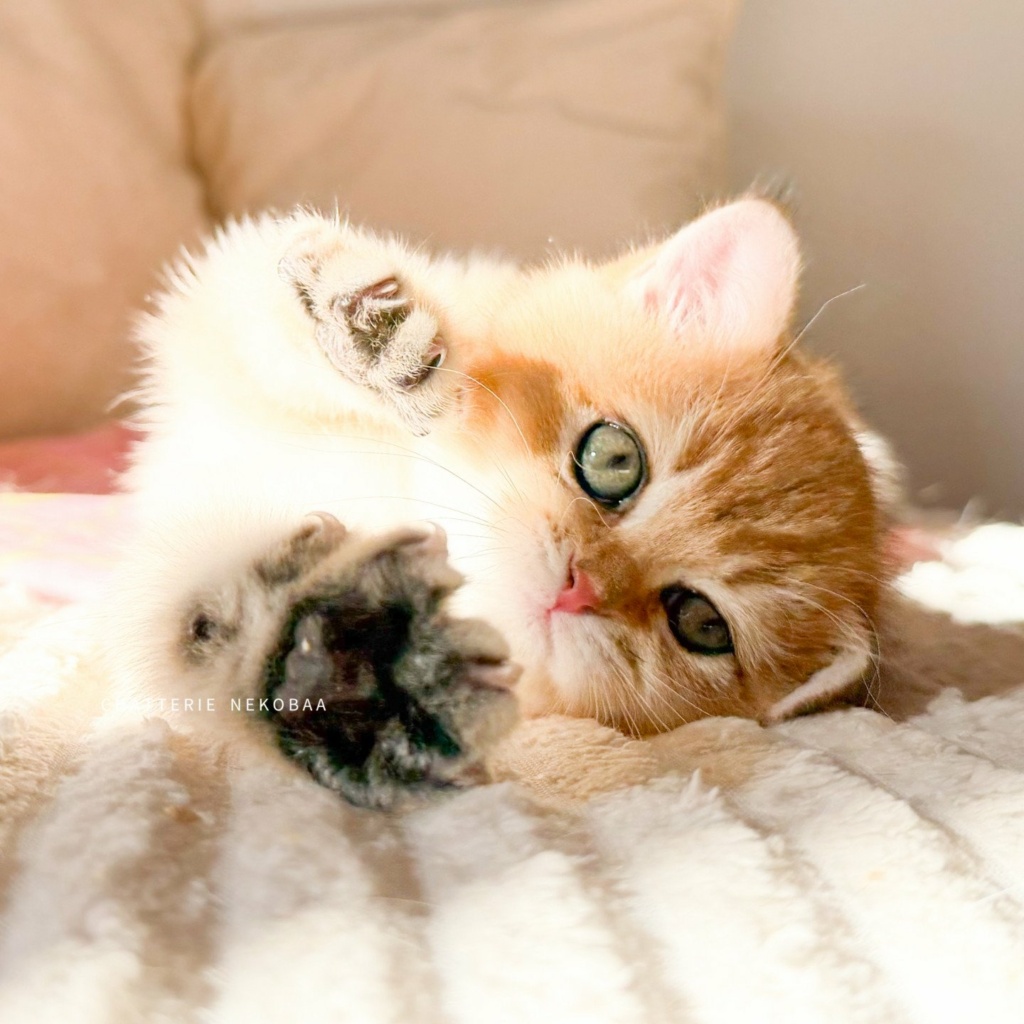 chaton-british-shorthair-black-golden-shaded-vanille-coco-chatterie-nekobaa-20