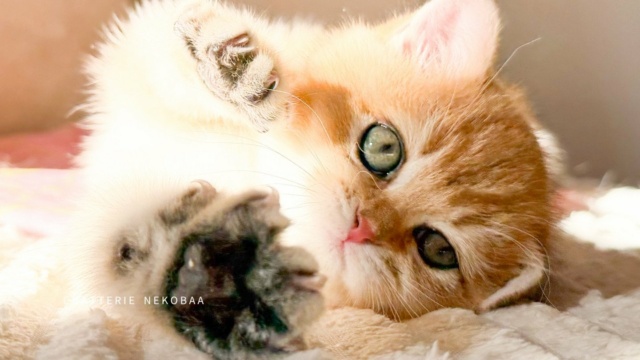 chaton-british-shorthair-black-golden-shaded-vanille-coco-chatterie-nekobaa-20