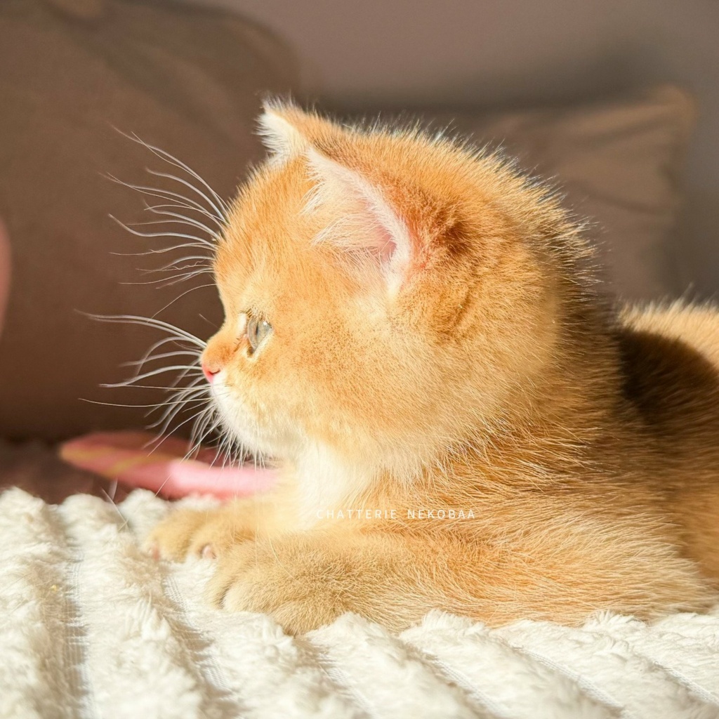 chaton-british-shorthair-black-golden-shaded-vanille-coco-chatterie-nekobaa-21