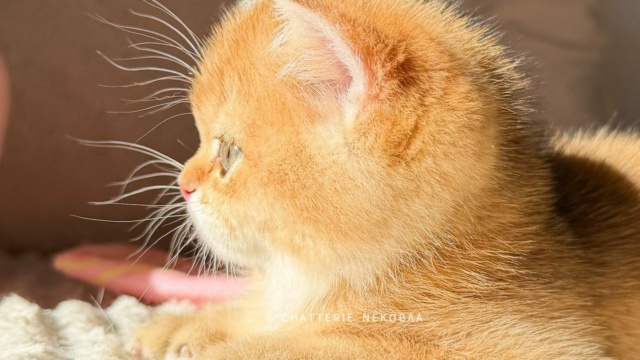 chaton-british-shorthair-black-golden-shaded-vanille-coco-chatterie-nekobaa-21