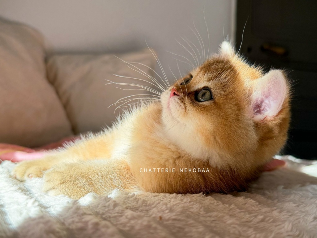 chaton-british-shorthair-black-golden-shaded-vanille-coco-chatterie-nekobaa-22