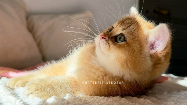chaton-british-shorthair-black-golden-shaded-vanille-coco-chatterie-nekobaa-22
