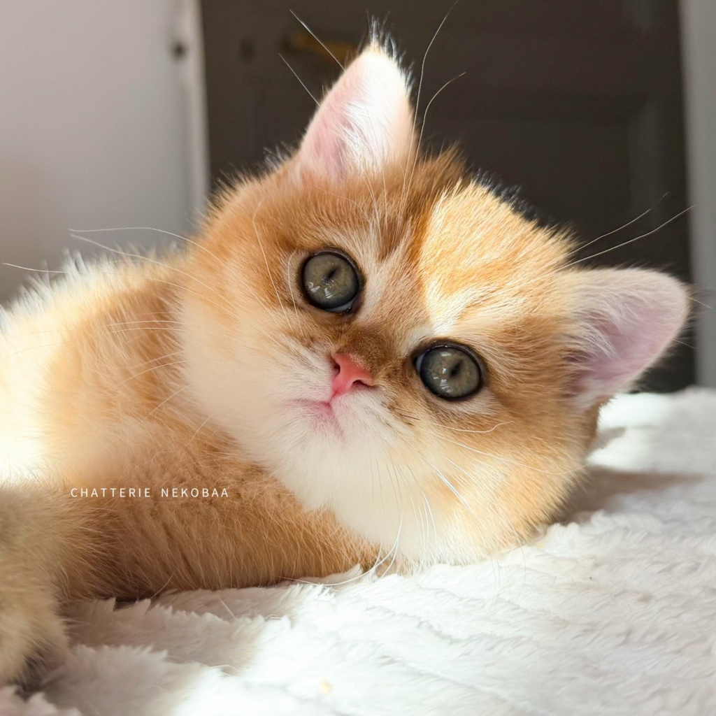 chaton-british-shorthair-black-golden-shaded-vanille-coco-chatterie-nekobaa-23